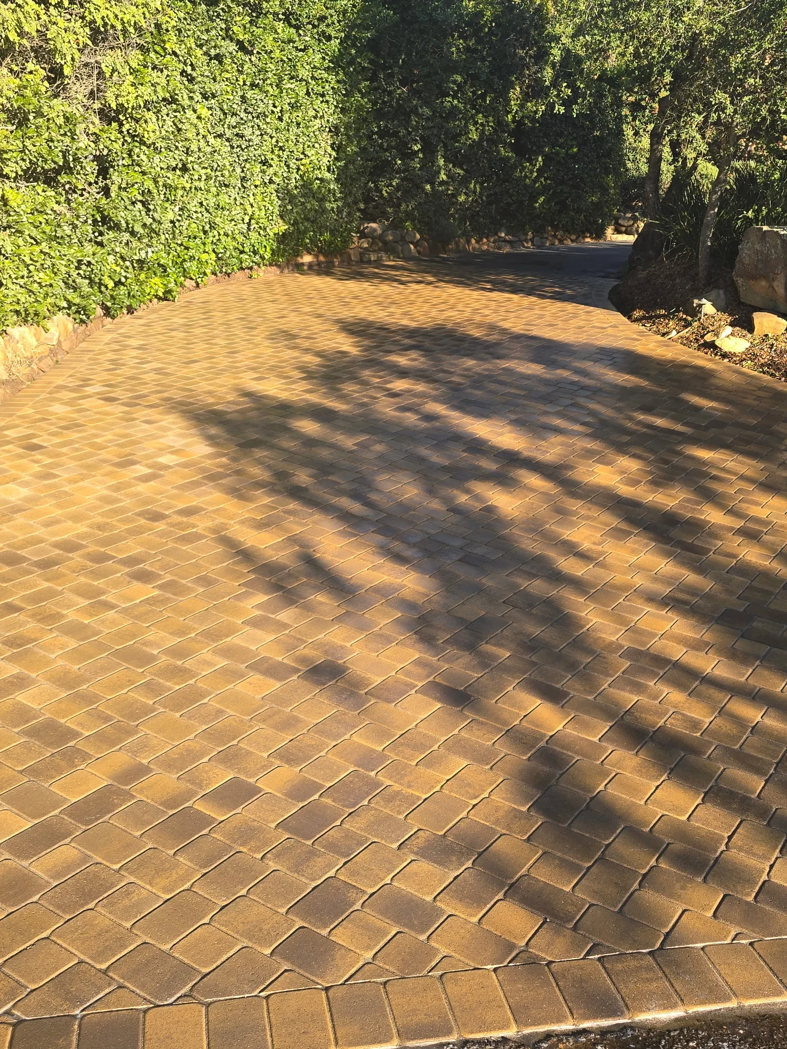 Clay brick paver driveway in running bond pattern with mature hedges lining both sides